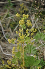 Alchemilla