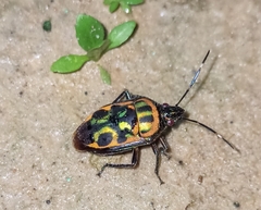 Tetrarthria variegata