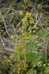 Alchemilla