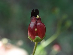 Scrophularia atrata