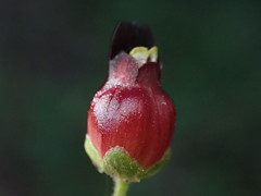 Scrophularia atrata