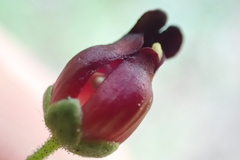 Scrophularia atrata