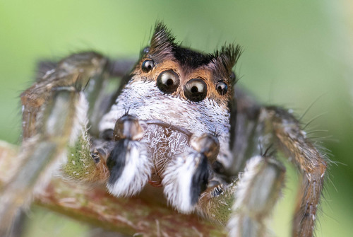 Habronattus ophrys
