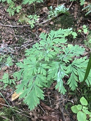 Dicentra formosa