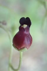 Scrophularia atrata