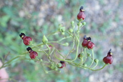 Scrophularia atrata