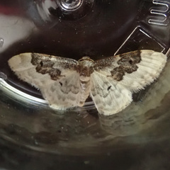 Idaea rusticata
