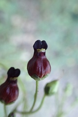 Scrophularia atrata
