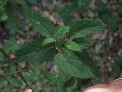 Scrophularia atrata