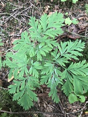 Dicentra formosa