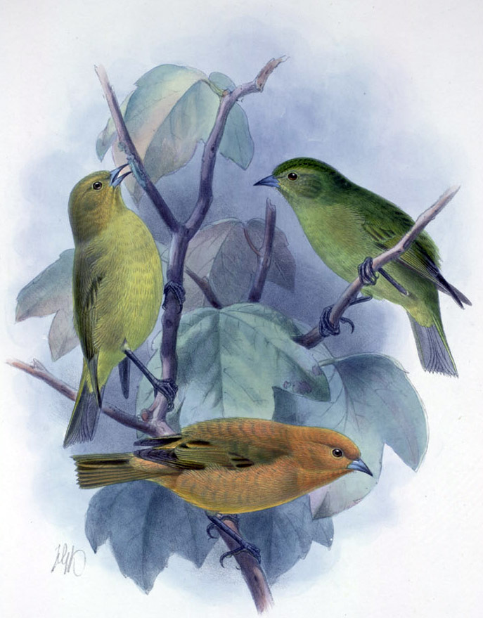 Maui Akepa illustration