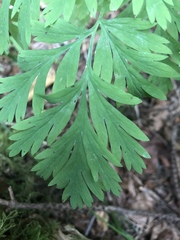 Dicentra formosa