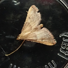 Endotricha flammealis