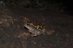 Uperodon systoma