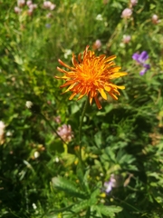 Crepis aurea