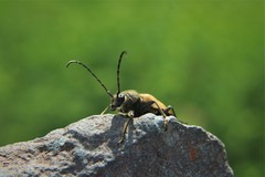 Lepturobosca chrysocoma