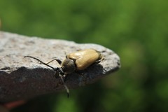 Lepturobosca chrysocoma