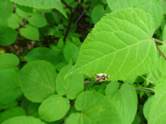 Elasmostethus atricornis