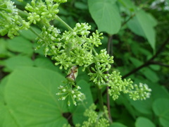 Elasmostethus atricornis