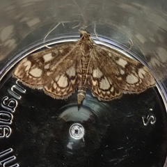 Anania coronata