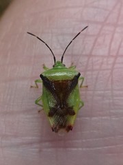 Elasmostethus atricornis