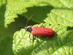 Pyropterus nigroruber