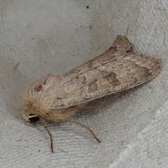 Hoplodrina octogenaria