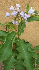 Solanum