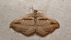 Costaconvexa polygrammata