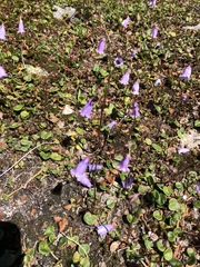 Soldanella pusilla