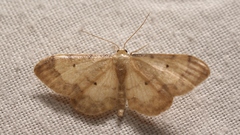 Idaea politaria