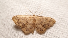 Idaea subsaturata