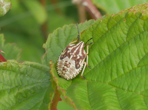 Black-shouldered Shieldbug photo 2
