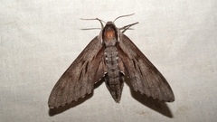 Sphinx maurorum