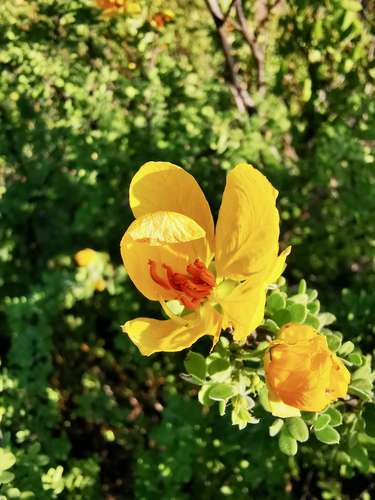 Wislizenus' Senna