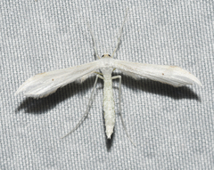 Hellinsia homodactylus