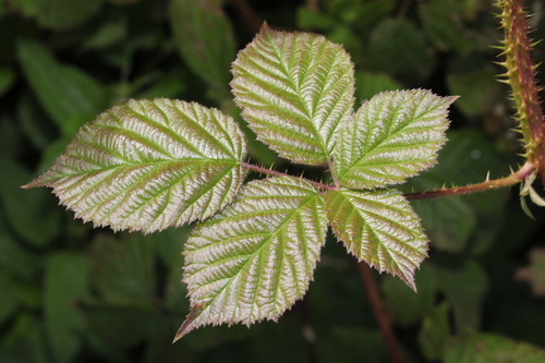 Image of Rubus intensior by no rights reserved