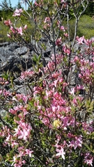 Rhododendron periclymenoides