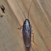 Dark Wood Cockroach - Photo (c) Royal Tyler, some rights reserved (CC BY-NC-SA), uploaded by Royal Tyler
