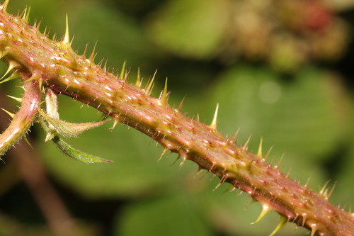 Image of Rubus intensior by no rights reserved