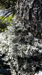 Pseudevernia consocians