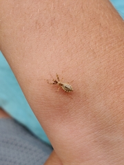 Acholla multispinosa