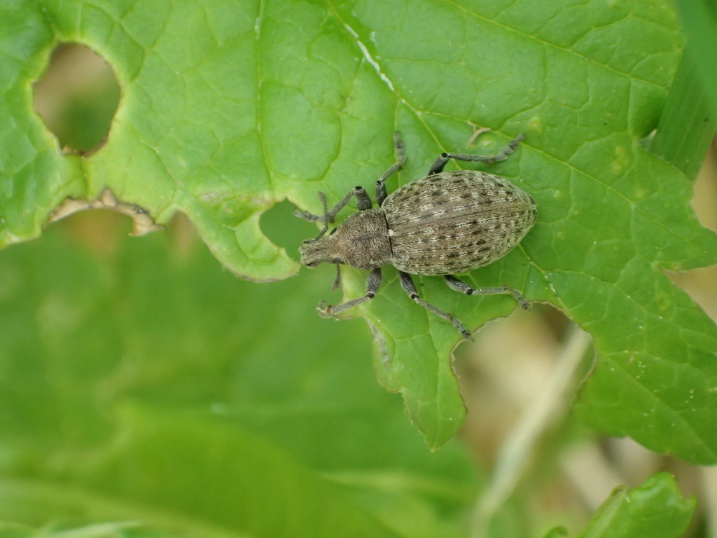 Trichalophus alternatus