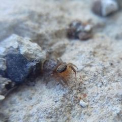 Euophrys