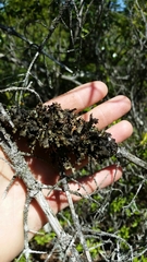 Tuckermanopsis americana