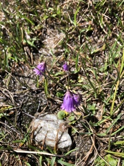 Soldanella pusilla