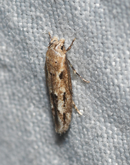 Mompha brevivittella