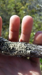 Parmeliopsis capitata