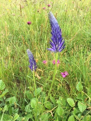 Phyteuma persicifolium
