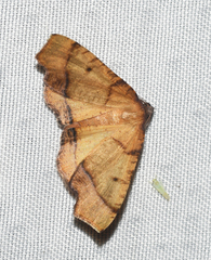 Plagodis phlogosaria